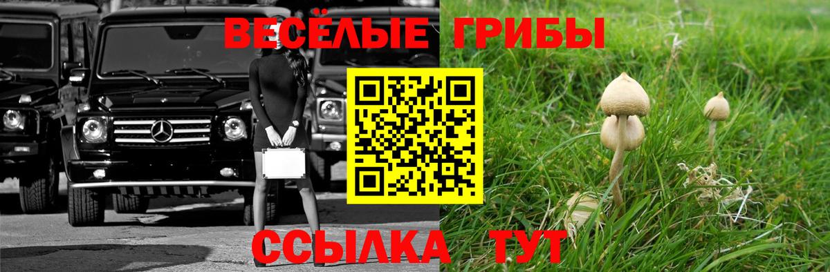 Псилоцибиновые грибы Psilocybe Комсомольск-на-Амуре